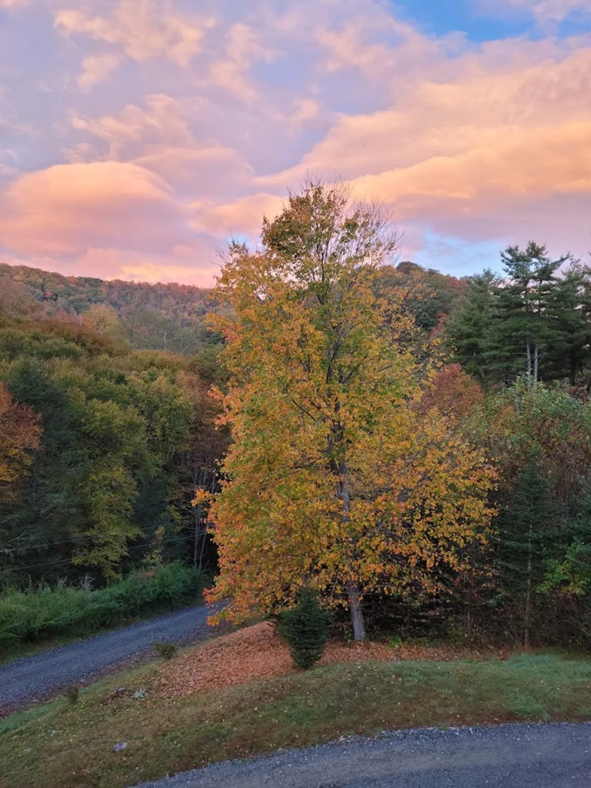 A vibrant vista filled with a brilliant orange tree in the foreground, rolling hills in the distance, and soft pink clouds at sunset. The scene exudes serenity and natural beauty, capturing the essence of the mountain setting.